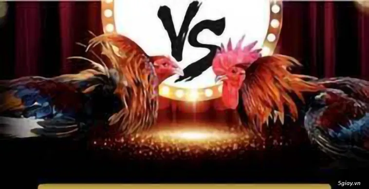 Đá Gà Xoso66 Trực Tiếp Đỉnh Cao Trải Nghiệm Cược Thắng Lớn