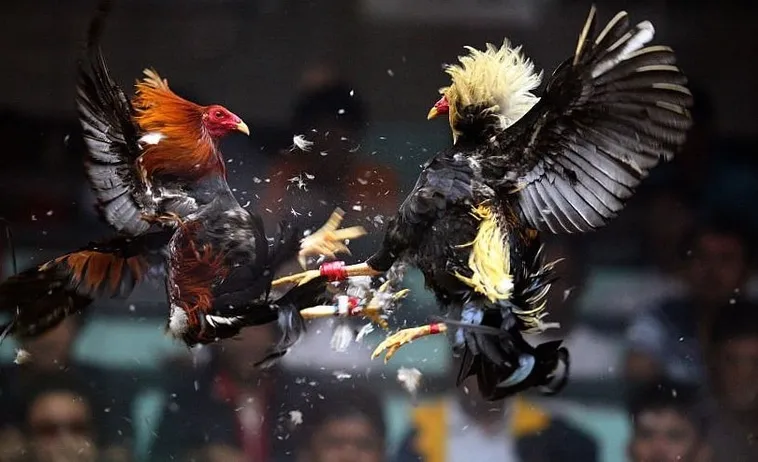 Bậc Thầy Đá Gà Sabong Tại Xoso66 Kinh Nghiệm Chơi Chắc Thắng