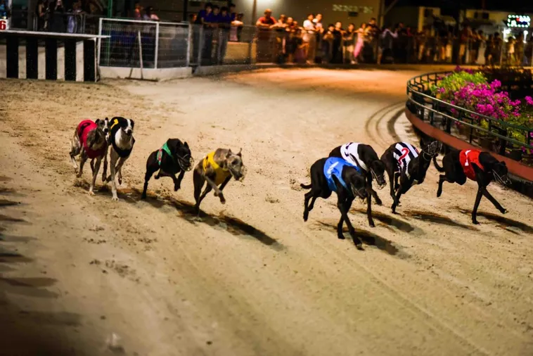 Mẹo Cược Đua Chó Xoso66 Chắc Thắng Để Rinh Thưởng Khủng 2 Mẹo Cược Đua Chó Xoso66 Chắc Thắng Để Rinh Thưởng Khủng